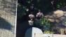 Mountain lion sighting in Redwood City