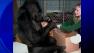 Koko the gorilla