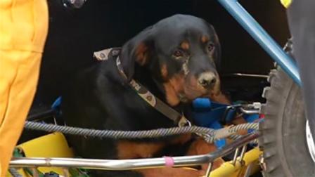 Dog that survived cliff fall in Daly City