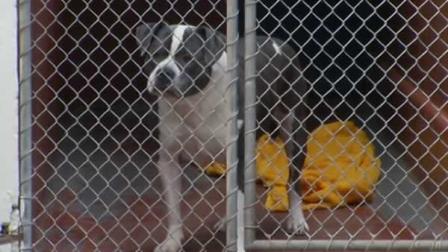 Woody has spent two years, or 14 dog years, on doggie death row.
