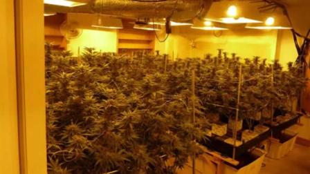 Task force seizes more than 500 pot plants