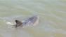 Dolphin stranded after swimming up Colma Creek