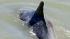 Dolphin stranded after swimming up Colma Creek :: Dolphin stranded after swimming up Colma Creek