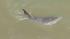Dolphin in Colma Creek