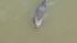 Dolphin in Colma Creek