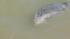 Dolphin in Colma Creek