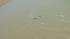 Dolphin in Colma Creek