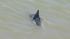 Dolphin in Colma Creek
