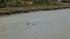 Dolphin in Colma Creek