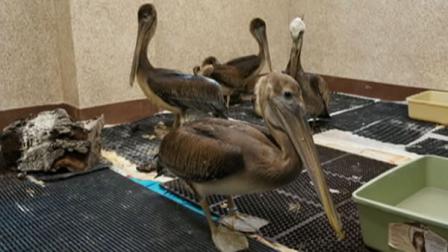 Dozens of sick and dying pelicans have turned up on beaches across San Mateo County in recent weeks.