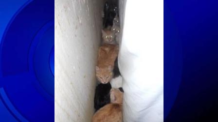 Seventy-five dead kittens and 51 live cats were found on two
properties in Seaside on Tuesday.