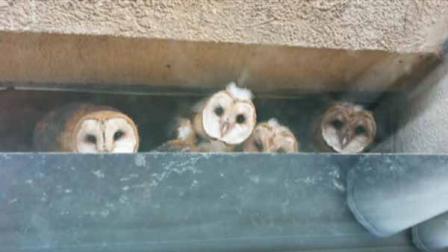 Baby owls