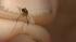 A mosquito