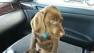 A Redwood City family is making a desperate plea after their very special puppy was stolen during a home burglary.