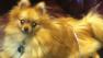 Stolen service dog Archie found safe