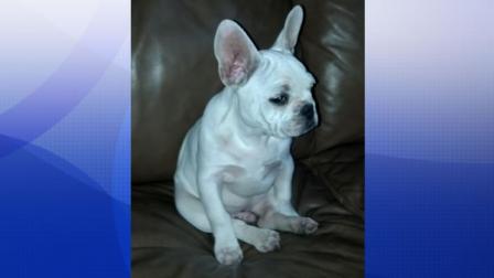 The missing dog is named Roscoe. Hes a 5-month-old French bulldog who still has fresh scars from neutering.