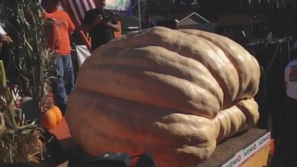 Napa grower wins annual pumpkin weigh-off