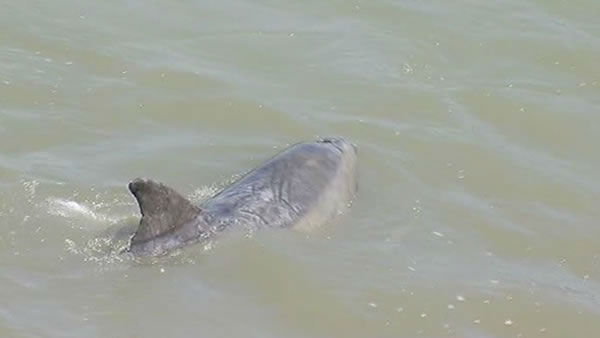 Dolphin in Colma Creek