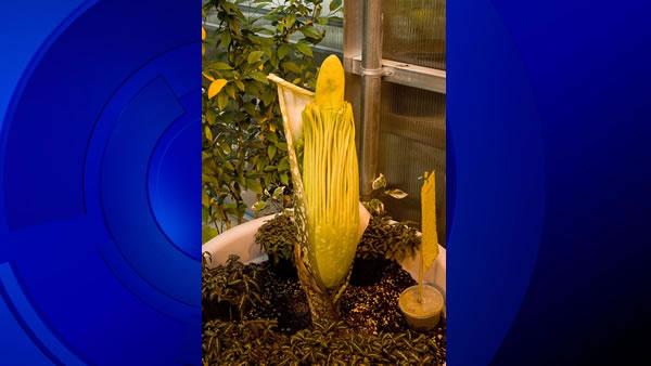 corpse flower, San Francisco State, Titan  Arum