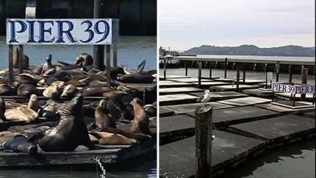 Pier 39, sea lions, San Francisco