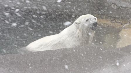 In this photo provided by the San Francisco Zoo, Pike, a polar bear walks out of her pond, while a snow blower shoots snow into the polar bear exhibit, Monday, Dec. 21, 2009 at the San Francisco Zoo in San Francisco. Approximately 10 tons of ice was turned in snow and shot into the polar bear exhibit to celebrate the first day of winter and to create a fun playground for two of the Zoos polar bears. (AP Photo/George Nikitin)