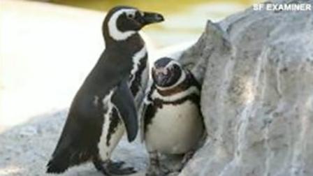 Penguins Harry, left, and Linda, right, at the SF Zoo.