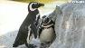 Penguins Harry, left, and Linda, right, at the SF Zoo.
