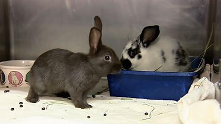 San Francisco has nearly two dozen bunnies in need of a home.