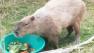 Capybaras are the worlds largest rodents.