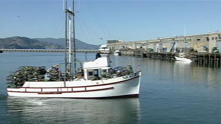 animal , animals in peril , san francisco news