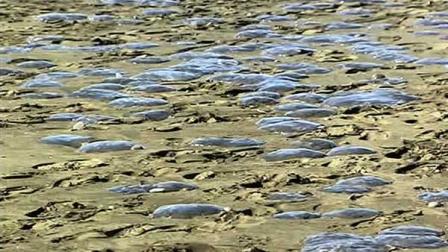 Thousdands of jellyfish seen at Ocean Beach