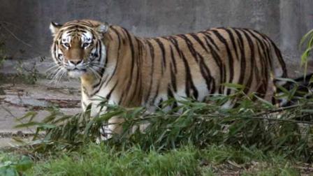Tatiana, a female Siberian tiger that killed one person and injured two others, is seen at the San Francisco Zoo in this Dec. 28, 2006, file photo.