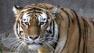 Tatiana, a female Siberian tiger that killed one person and injured two others, is seen at the San Francisco Zoo in this Dec. 28, 2006, file photo.