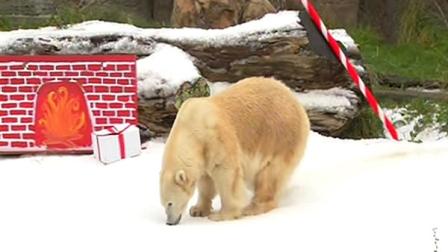 The first day of winter brought snow to the polar bear exhibit at the San Francisco Zoo.