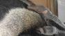 The San Francisco Zoo is welcoming its newest resident -- a baby giant anteater.