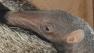 The San Francisco Zoo is welcoming its newest resident -- a baby giant anteater.