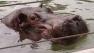 The San Francisco Zoo has the perfect new resident to fill one of its empty exhibits -- a new hippo.