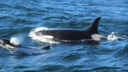 Whale watchers got a rare treat on Wednesday off the coast of San Francisco, when a pod of killer whales were spotted.