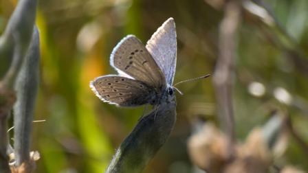 Female Mission blue butterfly perched on a silver lupine seed pod, waiting for a mate. She was transferred from San Bruno Mtn. in 2009 and laid her eggs in the restored habitat Twin Peaks.