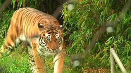 The San Francisco Zoo has a new tiger on exhibit more than three years after one of the big cats killed a visitor.