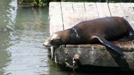This photo, sent to ABC7 by the Guerra Family of Texas, shows a sea lion in distress at Fishermans Wharf in San Francisco. Animal rescue groups say theyll attempt an early morning rescue to remove what looks like fishing wire from the sea lions neck.