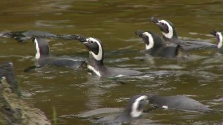 Six penguins that were found emaciated on a shoreline in Brazil 
are making a new home at the San Francisco Zoo starting today.
