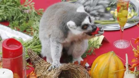 The San Francisco Zoo served up Thanksgiving dinner Wednesday to a group of hungry lemurs.