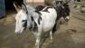  Two Sicilian donkeys are getting cozy after arriving at their new home at the San Francisco Zoo.