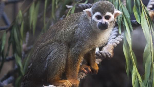 Squirrel monkey stolen from San Francisco Zoo overnight | abc13.