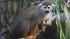 San Francisco Zoo officials are asking for the publics help after a monkey was stolen from an exhibit overnight.