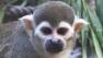 San Francisco Zoo officials are asking for the publics help after a monkey was stolen from an exhibit overnight.