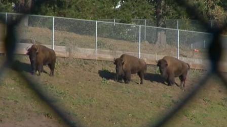 Bison at Golden Gate Park
