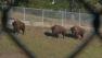 Bison at Golden Gate Park