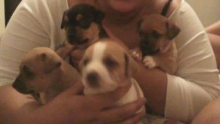 Two dogs were injured and four puppies are missing after a burglary in the citys Bayview District.